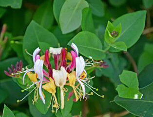 Honeysuckle flower caprifol (Lonicera caprifolium L.) against the background of leaves. Close-up