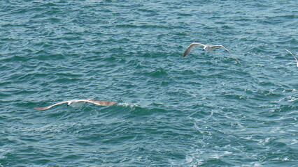 Seagulls Ocean Flight foraging coastal waters: birds actively hunting fish near shoreline.