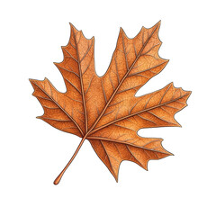 Obraz premium A vibrant, detailed autumn leaf showcasing rich brown and orange tones with distinct veins and edges. isolated on white background.