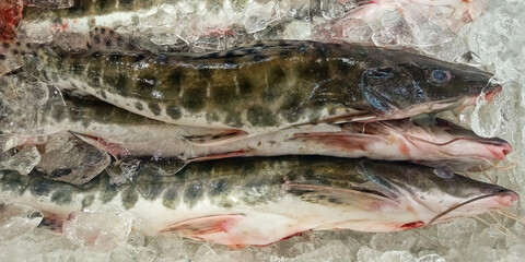 Some Surubim or Pintado fish from the state of Maranhão, Brazil preserved in ice, a leathery, scaleless fish found along the Amazon River, whose scientific name is Pseudoplatyatoma fasciatum