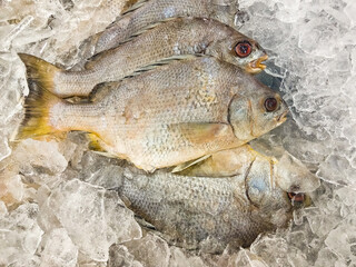 Several fish with the scientific name: Genyatremus luteus, from the Haemulidae family, preserved in ice, are commonly called in the state of Maranhão, northeastern Brazil: stonefish