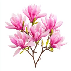 Obraz premium Delicate Pink Magnolia Blossoms on a Branch in Full Bloom Against a Bright Background