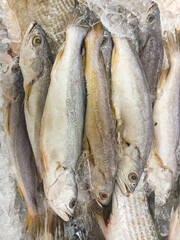 Some fish with the scientific name Macrodon ancylodon, preserved in ice, called pescadinha in the state of Maranhão, northeast of Brazil, South America.