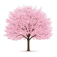 Obraz premium Elegant Cherry Blossom Tree in Full Bloom with Bright Pink Flowers Against a White Background