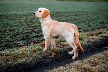 Curious golden retriever puppy outdoors.