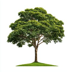 Fototapeta premium Majestic Kapok Tree Standing Tall in Lush Tropical Rainforest Environment