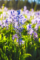 Fototapeta premium Close Up Of Beautiful Purple Flower