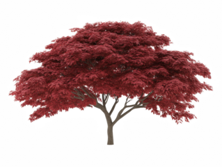 A large red tree with no leaves. The tree is bare and has no foliage. The tree is tall and has a strong trunk. The tree is the main focus of the image