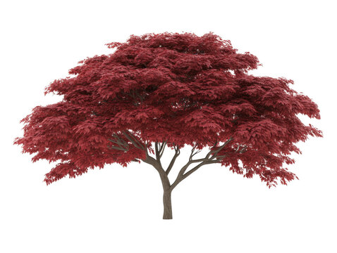 A large red tree with no leaves. The tree is bare and has no foliage. The tree is tall and has a strong trunk. The tree is the main focus of the image