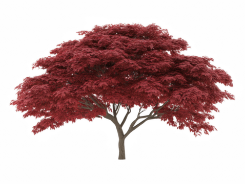 A large red tree with no leaves. The tree is bare and has no foliage. The tree is tall and has a strong trunk. The tree is the main focus of the image