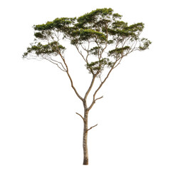 Fototapeta premium A tall tree with a brown trunk and green leaves. The tree is standing alone on a white background