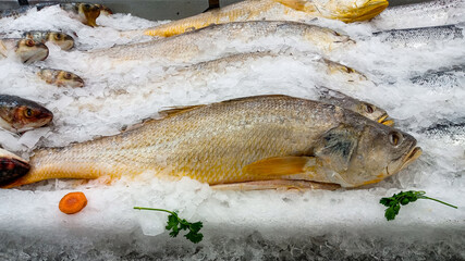 Some fish with the scientific name Macrodon ancylodon, preserved in ice, called pescadinha in the state of Maranhão, northeast of Brazil, South America.