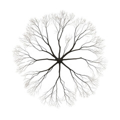 A tree with many branches is shown in a circle. The tree is bare and has no leaves