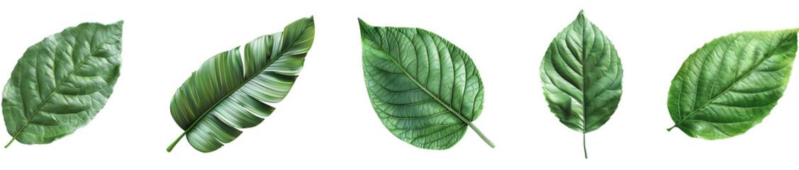 Obraz premium Leaf on transparent background collection set