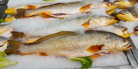 Some fish with the scientific name Macrodon ancylodon, preserved in ice, called pescadinha in the state of Maranhão, northeast of Brazil, South America.