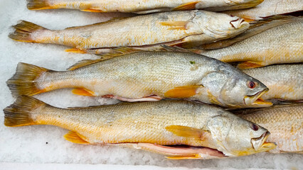 Some fish with the scientific name Macrodon ancylodon, preserved in ice, called pescadinha in the state of Maranhão, northeast of Brazil, South America.
