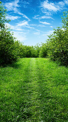 lush green path leads through vibrant trees under bright blue sky