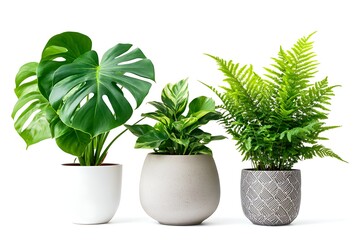 Obraz premium Three Potted Plants Monstera, Dieffenbachia, and Fern in Stylish Planters