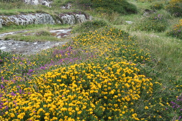 Flowery and rocky moorland landscape - Paysage de landes fleurie et rocailleux