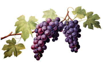 Fototapeta premium Branch of grapevine