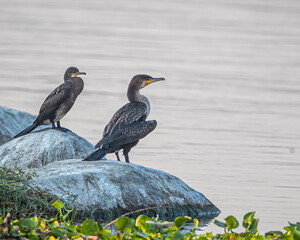 A cormorant