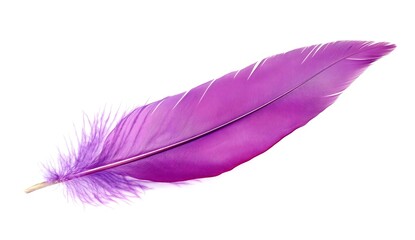 Isolated Purple Feather on White Background for Creative Use