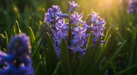 Spring Hyacinth Bloom in Sunlight - Close-up of vibrant purple hyacinths bathed in warm sunlight, showcasing delicate petals and lush green foliage