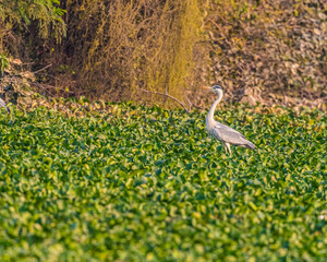 A Grey Heron