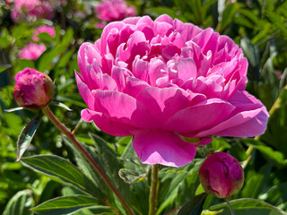 Peony bloom bright pink petals 