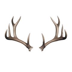 Fototapeta premium Pair of Deer Antlers
