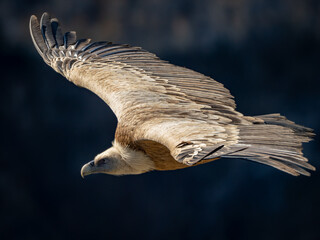 vulture