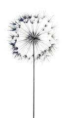 A dandelion puff stands tall, its seeds gently poised to be carried by the breeze. The stark white background emphasizes the intricate details of the flower and its wispy structure