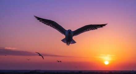Naklejka premium Sunset Seagull Flight - A majestic seagull in silhouette soars against a vibrant sunset sky, other birds visible in the distance