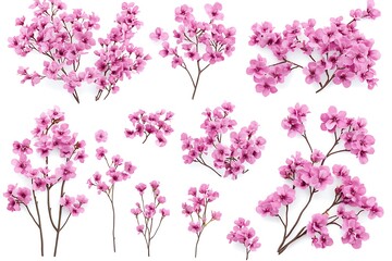 Fototapeta premium Beautiful Pink Cherry Blossoms Spring Flowers Branches Isolated on White Background