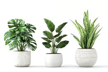 Obraz premium Three Stylish Potted Plants Monstera, Bird of Paradise, Snake Plant - Interior Decor