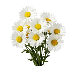 bouquet of white daisies