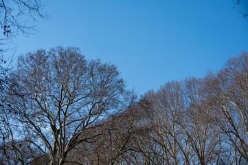 Winterlich kahle Baumkronen vor blauem Himmel