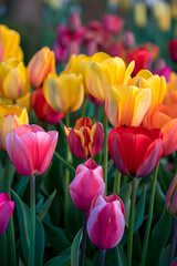 Fototapeta premium The Comprehensive Guide to Tulip Care: From Planting to Blooming