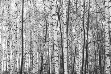 black-and-white photo with white birches