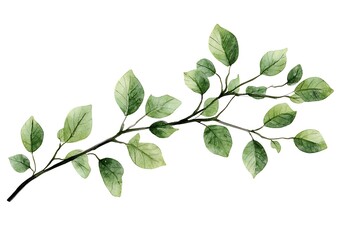 Obraz premium Simple Watercolor Illustration of Green Leaves on Branch