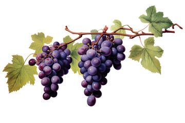 Fototapeta premium A branch or ripe grapes