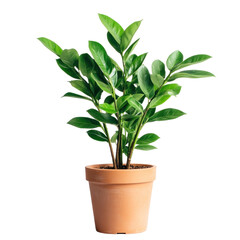 green plant in a pot