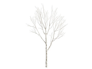 Fototapeta premium A tree with no leaves is standing in a white background. The tree is bare and has no leaves, giving it a desolate and lonely appearance