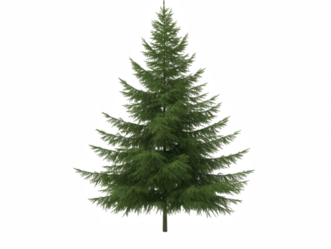 A tall green pine tree stands alone on a white background. The tree is the main focus of the image, and its height and fullness convey a sense of strength and stability