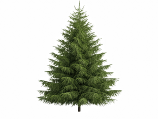 A tall evergreen tree with green leaves. The tree is the main focus of the image. The tree is standing alone in a white background