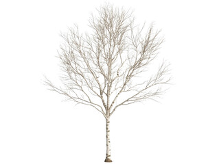 Fototapeta premium A tree with no leaves is standing in a white background. The tree is bare and has no leaves, giving it a desolate and lonely appearance