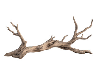 A long, thin branch with many branches coming off of it. The branch is brown and he is dried out