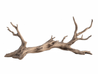 A long, thin branch with many branches coming off of it. The branch is brown and he is dried out