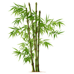 bamboo isolated on white background