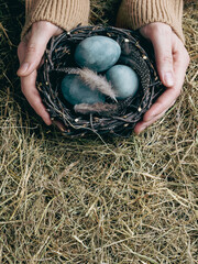 Female hands with birds nest and Easter painted blue eggs among hay background, close-up, vertical image.